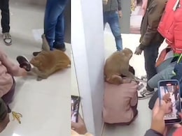 Viral Video: Chaos In UP Mall As Monkey Attacks Woman, Snatches Her Shoe Viral Video: Chaos In UP Mall As Monkey Attacks Woman, Snatches Her Shoe