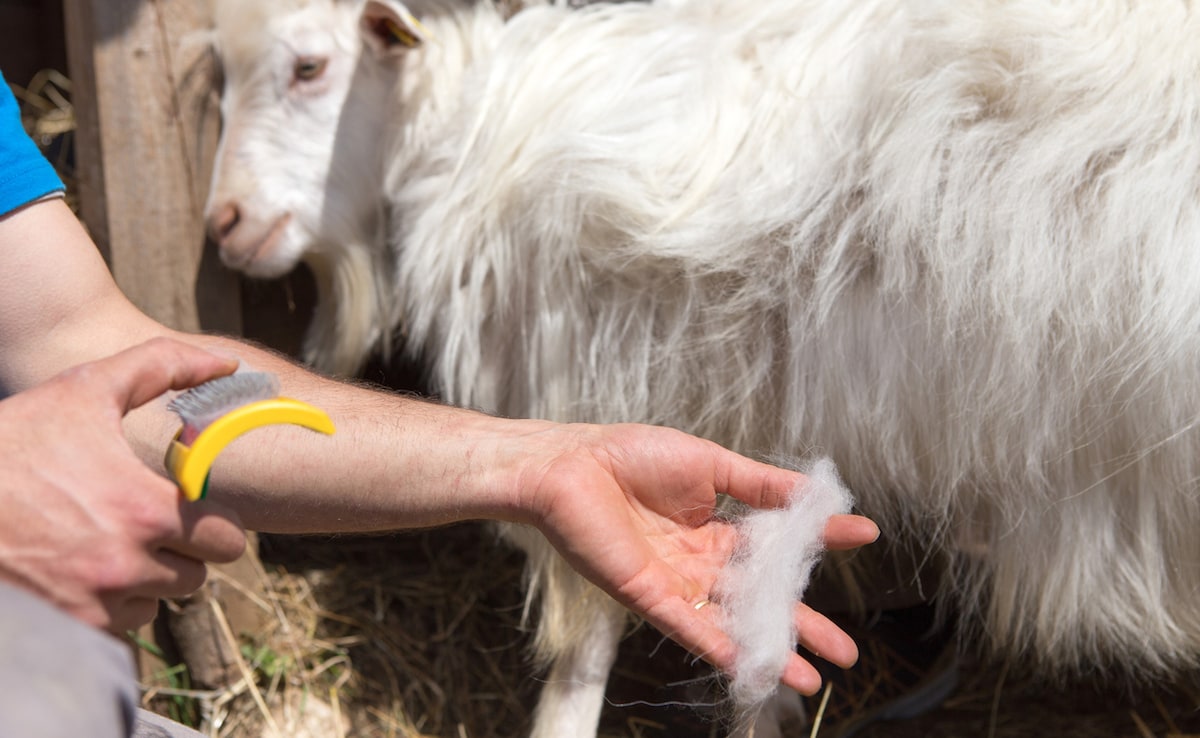 The pashm wool is considered the finest, richest type of cashmere fibre. Photo: iStock The pashm wool is considered the finest, richest type of cashmere fibre. Photo: iStock