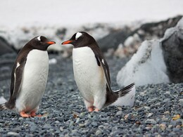 पार्टनर से चीटिंग के बाद हुआ पेंगुइन का ब्रेकअप और तलाक, सामने आई चौंकाने वाली रिपोर्ट