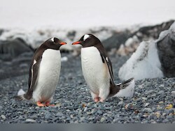 Penguin Love Life Exposed: Cheating Common, Divorce Rates Soar After Bad Mating Seasons