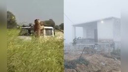 Rajasthan News: अलवर-बांदीकुई में सरिस्का के टाइगर का आतंक, घर की रसोई में छिपा ; कई लोगों पर किया हमला&nbsp;