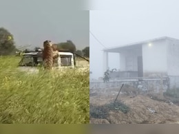 Rajasthan News: अलवर-बांदीकुई में सरिस्का के टाइगर का आतंक, घर की रसोई में छिपा ; कई लोगों पर किया हमला 