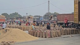 Dhan Kharidi Date: धान खरीदी 15 नवंबर से होगी शुरू, सीएम साय के ऐलान के साथ ही कांग्रेस ने कर दी ये बड़ी मांग
