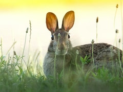 What Is Rabbit Fever? Is There A Surge In Cases?
