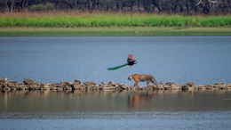 Wild, Wild Country: 5 Most Photogenic National Parks Of India