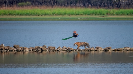 Wild, Wild Country: 5 Most Photogenic National Parks Of India