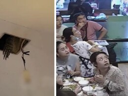 रेस्टोरेंट में खाना खा रहे थे लोग, तभी छत के सीलिंग फैन से निकली अजीबोगरीब चीज, देख कस्टमर्स की निकल गईं चीखें रेस्टोरेंट में खाना खा रहे थे लोग, तभी छत के सीलिंग फैन से निकली अजीबोगरीब चीज, देख कस्टमर्स की निकल गईं चीखें