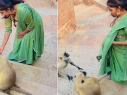 लंगूरों के साथ पोज़ दे रही थी लड़की, जैसे ही छुआ गुस्सा गया जानवर, आगे जो हुआ, Video देख डर जाएंगे आप लंगूरों के साथ पोज़ दे रही थी लड़की, जैसे ही छुआ गुस्सा गया जानवर, आगे जो हुआ, Video देख डर जाएंगे आप