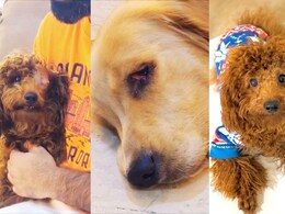 Dog Care Centre : किळसवाणं कृत्य! डॉग केअर सेंटरमध्ये श्वानाचा डोळा फोडला, दुसरा मानसिक धक्क्यात!  