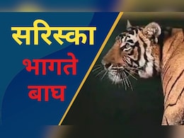 Tiger Terror in Rajasthan: सरिस्का से बार-बार क्यों भाग रहे हैं बाघ? आस-पास में दहशत, ये हैं दो बड़े कारण Tiger Terror in Rajasthan: सरिस्का से बार-बार क्यों भाग रहे हैं बाघ? आस-पास में दहशत, ये हैं दो बड़े कारण