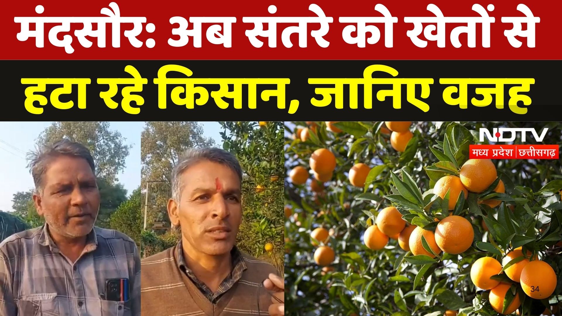Mandsaur: अब संतरे को खेतों से हटा रहे किसान, जानिए वजह