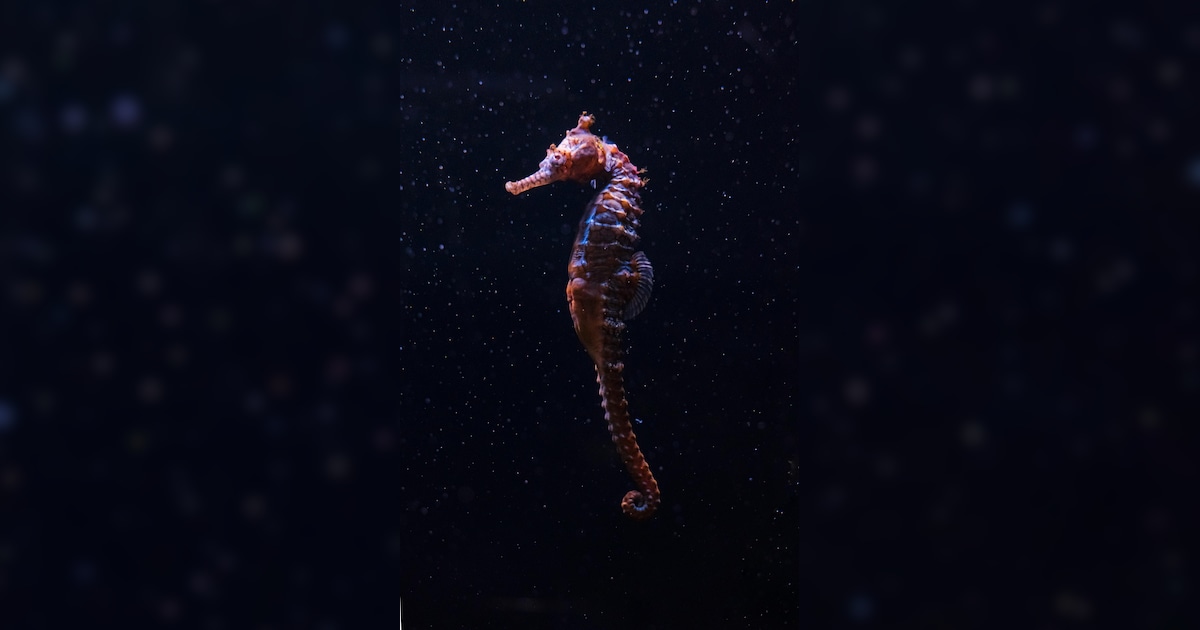 the-only-male-animals-that-give-birth