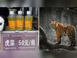 बोतलों में बेचा जा रहा बाघ का पेशाब, 1 बोतल की कीमत 600 रुपये, सामने आई चौंका देने वाली हकीकत बोतलों में बेचा जा रहा बाघ का पेशाब, 1 बोतल की कीमत 600 रुपये, सामने आई चौंका देने वाली हकीकत