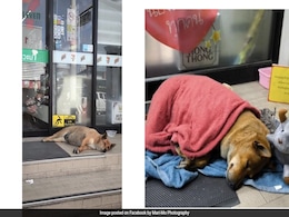 Thai Princess Adopts 'Hachiko Of Korat,' Loyal Dog Who Mourned Late Owner Thai Princess Adopts 'Hachiko Of Korat,' Loyal Dog Who Mourned Late Owner