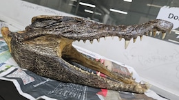 Canadian Man Carries Baby Crocodile Skull, Arrested At Delhi Airport