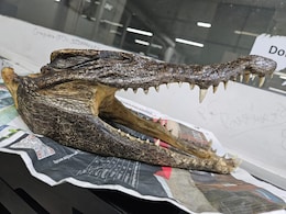 Canadian Man Carries Baby Crocodile Skull, Arrested At Delhi Airport Canadian Man Carries Baby Crocodile Skull, Arrested At Delhi Airport