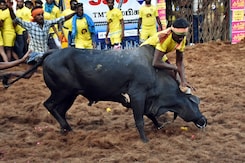 Tamil Nadu's First Jallikattu of 2025 Held in Pudukkottai, Showcases Bull Taming Skills Tamil Nadu's First Jallikattu of 2025 Held in Pudukkottai, Showcases Bull Taming Skills