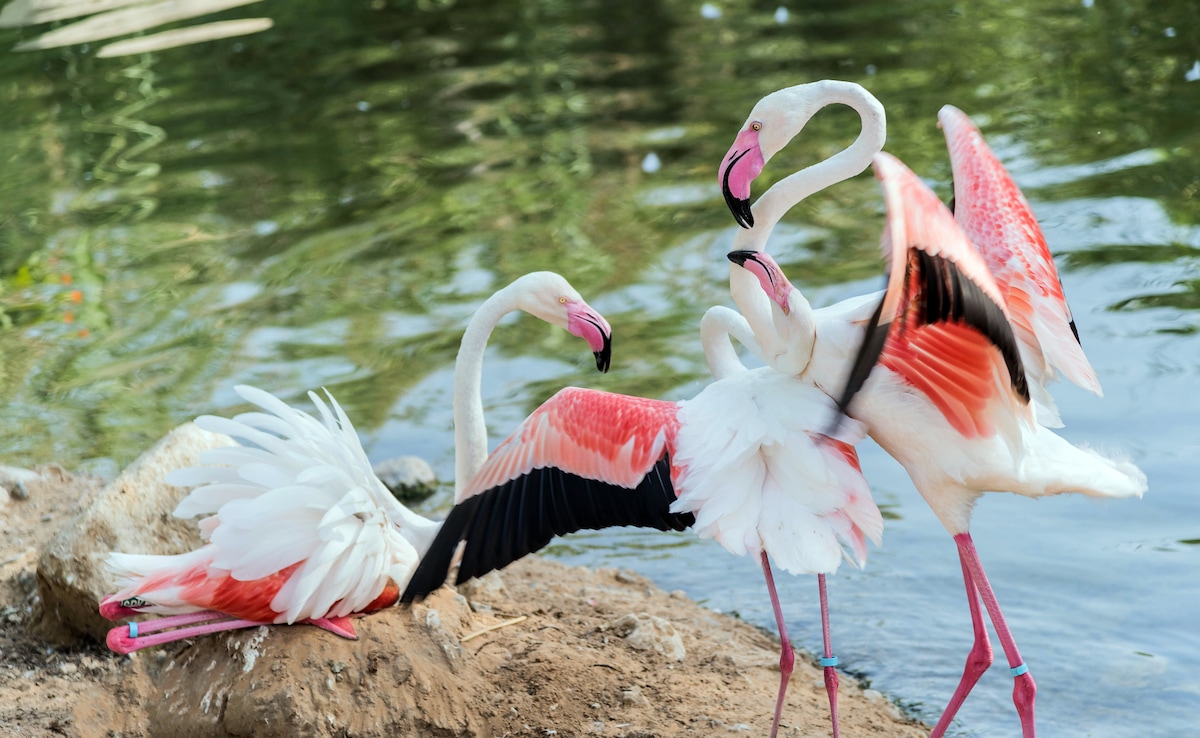 Fancy spotting a flamingo amidst a desertland? Photo: iStock Fancy spotting a flamingo amidst a desertland? Photo: iStock