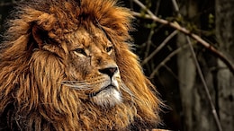5-Year-Old Boy Dragged Away From Farm, Mauled To Death By Lion In Gujarat