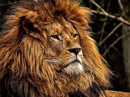 Pakistani Man Enters Lion's Cage For TikTok Video. He Was Mauled Pakistani Man Enters Lion's Cage For TikTok Video. He Was Mauled