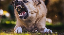 3-Year-Old UP Boy Dies After Being Bitten By Rabid Dog