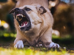 Dog Seen Carrying Dead Newborn In Its Jaws Near Madhya Pradesh Hospital, Probe Underway Dog Seen Carrying Dead Newborn In Its Jaws Near Madhya Pradesh Hospital, Probe Underway