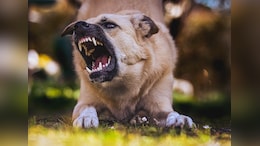 7-Year-Old Girl Mauled To Death By Stray Dogs In Rajasthan's Alwar