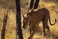 Roaming Rajas Of The Jungle Roaming Rajas Of The Jungle