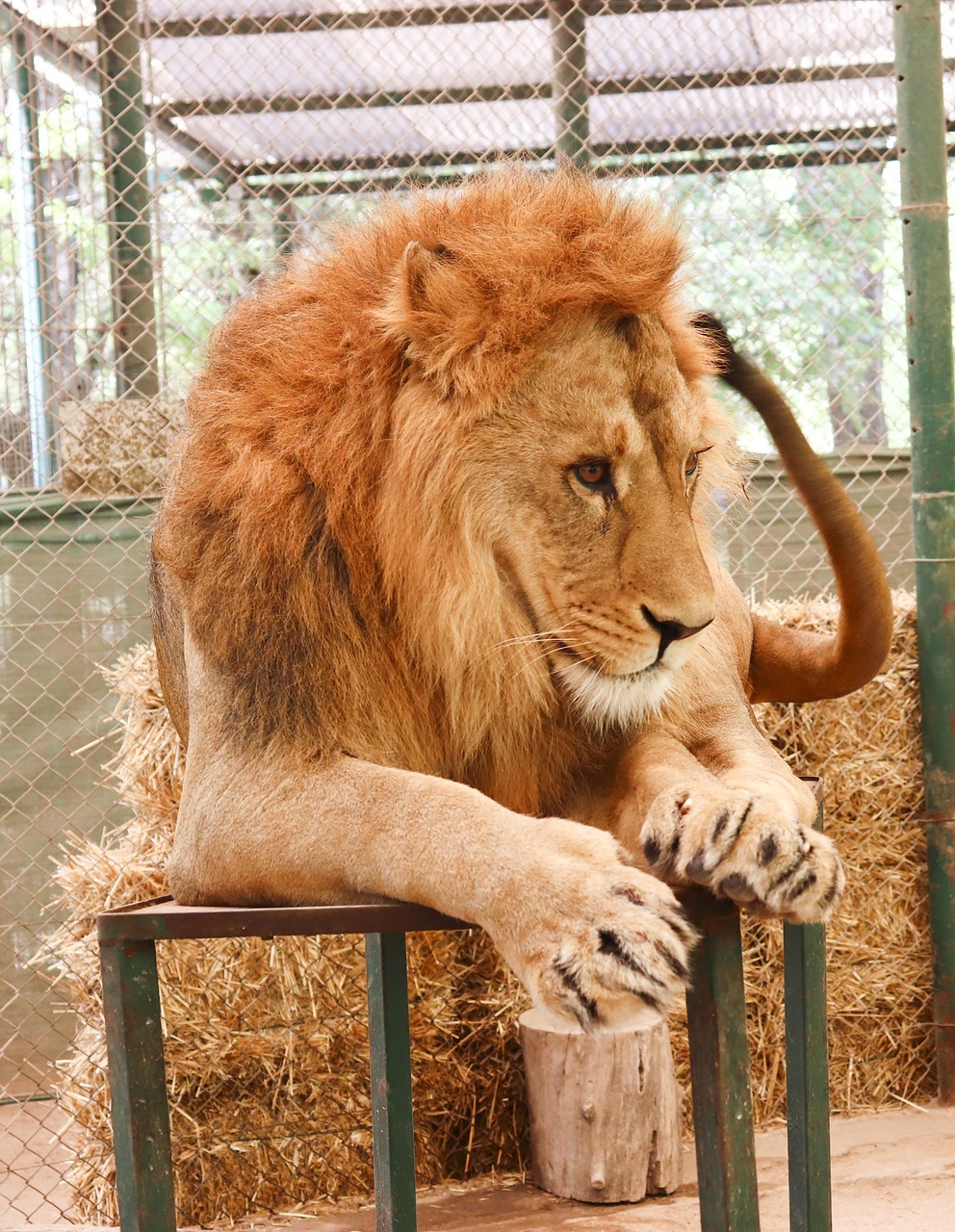 Pakistani Man Enters Lion's Cage For TikTok Video. He Was Mauled