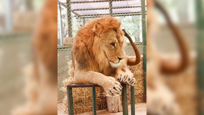 Pakistani Man Enters Lion's Cage For TikTok Video. He Was Mauled