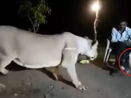 भूखी शेरनी के सामने कुर्सी डालकर बैठ गया शख्स, जिंदा मुर्गा दिखाकर ललचाया, देख शेरनी का ठनक गया माथा भूखी शेरनी के सामने कुर्सी डालकर बैठ गया शख्स, जिंदा मुर्गा दिखाकर ललचाया, देख शेरनी का ठनक गया माथा