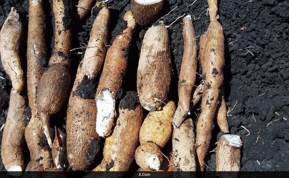 cassava: This Staple Food Eaten By 700 Million That Can Turn Deadly