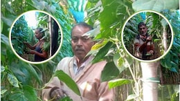 Paan ki Kheti: पान की खेती से MP का ये युवा किसान हुआ मालामाल! 1 एकड़ जमीन से लाखों का मुनाफा, लोगों को भी दे रहा रोजगार
