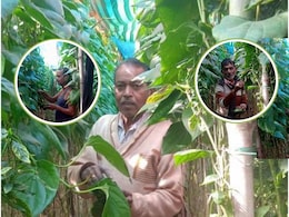 Paan ki Kheti: पान की खेती से MP का ये युवा किसान हुआ मालामाल! 1 एकड़ जमीन से लाखों का मुनाफा, लोगों को भी दे रहा रोजगार