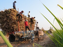 'Farm Of The Future': How AI Is Helping Sugarcane Farmers In Maharashtra 'Farm Of The Future': How AI Is Helping Sugarcane Farmers In Maharashtra