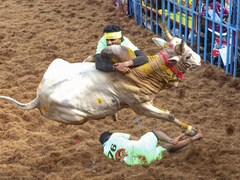 7 Dead In Jallikattu, Manjuvirattu Events In Tamil Nadu