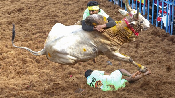 7 Dead In Jallikattu, Manjuvirattu Events In Tamil Nadu