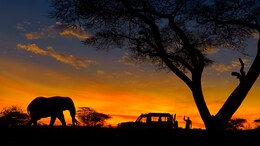 6 Essential Tips That Will Make Your Night Safari Adventure Unforgettable