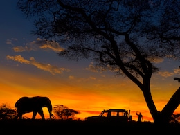 6 Essential Tips That Will Make Your Night Safari Adventure Unforgettable 6 Essential Tips That Will Make Your Night Safari Adventure Unforgettable