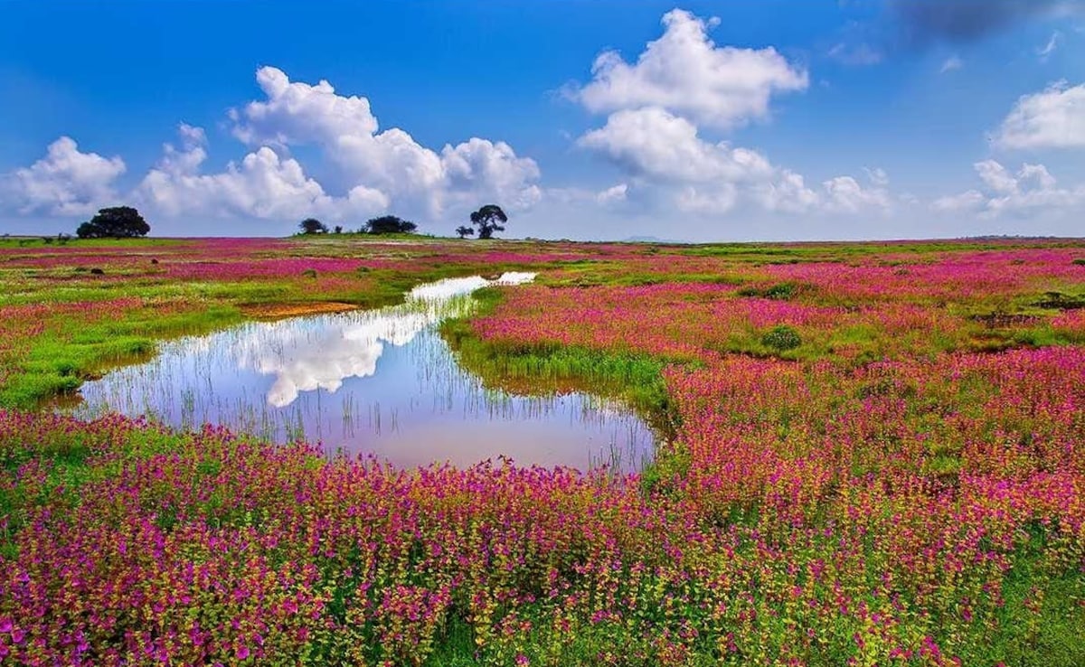 Kaas Plateau. Photo: Instagram/arindam_bhattacharya_wildlife Kaas Plateau. Photo: Instagram/arindam_bhattacharya_wildlife