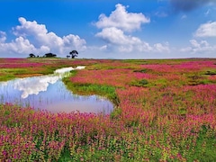 कब तक कश्मीर जाओगे, भारत की इन 7 जगहों के आगे फेल हैं नीदरलेंड और फ्रांस भी, पांचवे की तस्‍वीर देखते ही बुक कर लोगे टिकट