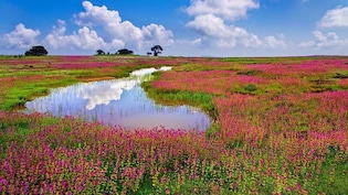 कब तक कश्मीर जाओगे, भारत की इन 7 जगहों के आगे फेल हैं नीदरलेंड और फ्रांस भी, पांचवे की तस्&zwj;वीर देखते ही बुक कर लोगे टिकट