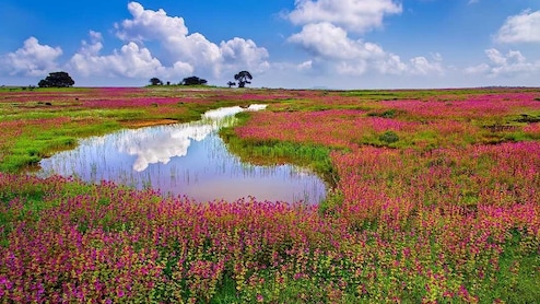 कब तक कश्मीर जाओगे, भारत की इन 7 जगहों के आगे फेल हैं नीदरलेंड और फ्रांस भी, पांचवे की तस्&zwj;वीर देखते ही बुक कर लोगे टिकट