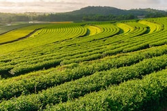 Assam Secures 4th Place In New York Times' List Of Top 52 Destinations For 2025 Assam Secures 4th Place In New York Times' List Of Top 52 Destinations For 2025