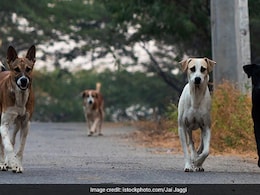 चीखती रही मासूम, कुत्तों ने नोच-नोचकर मार डाला, यूपी से सामने आई खौफनाक घटना