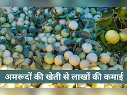 Rajasthan: 8 लाख खर्च कर अमरूदों की खेती से हर साल 22 लाख रुपये तक की कमाई कर रहे किसान  