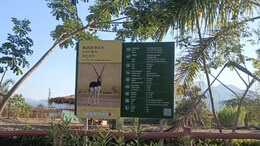 Leopard Kills Blackbuck Deer Near Statue Of Unity, 7 More Die Of Shock