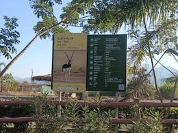 Leopard Kills Blackbuck Deer Near Statue Of Unity, 7 More Die Of Shock Leopard Kills Blackbuck Deer Near Statue Of Unity, 7 More Die Of Shock