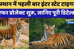 Rajasthan में पहली बार Inter State Tiger Transfer Project शुरू, MP और Maharashtra से लाए जाएंगे बाघ Rajasthan में पहली बार Inter State Tiger Transfer Project शुरू, MP और Maharashtra से लाए जाएंगे बाघ