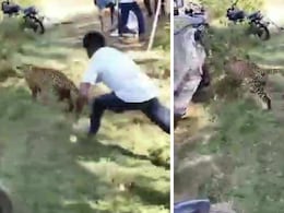 Viral: Man Grabs Leopard By Tail, Saves Villagers Viral: Man Grabs Leopard By Tail, Saves Villagers